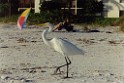 sanibel_Island-Nov98-014 