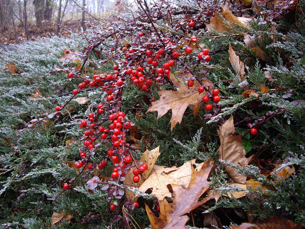 thanksgiving2007-6248