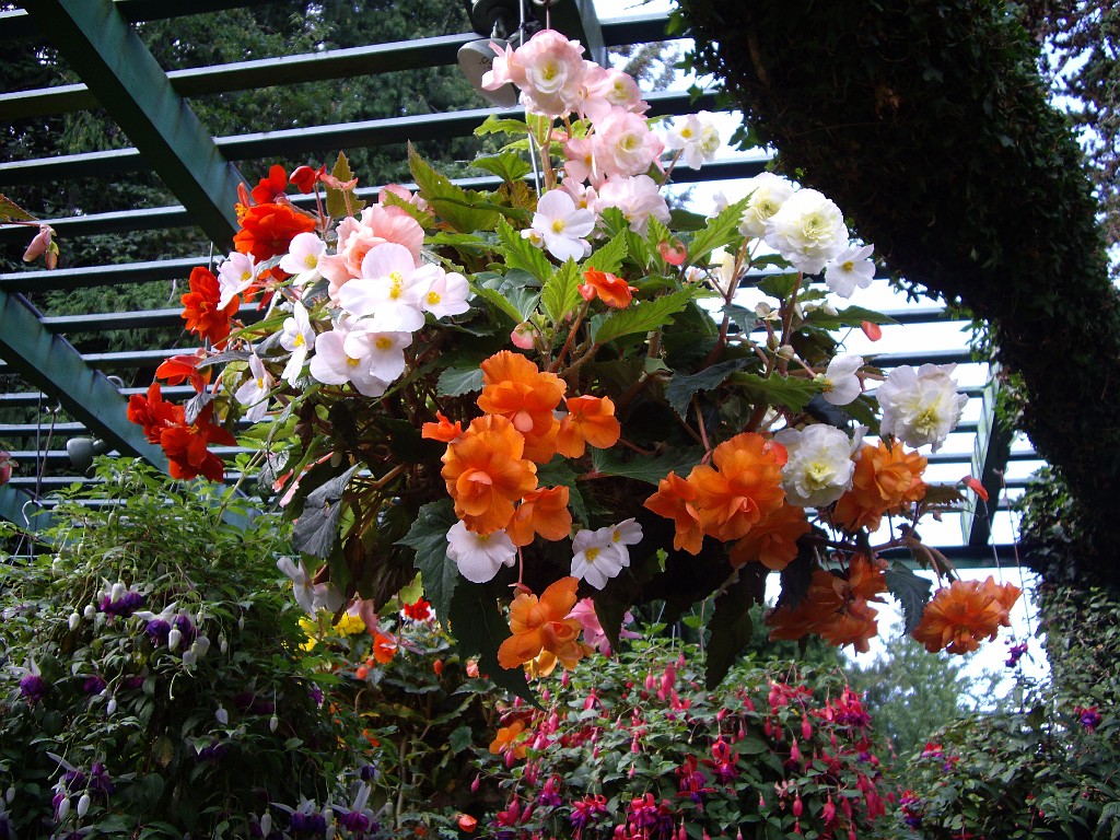 Northwest2007-Butchart-0838