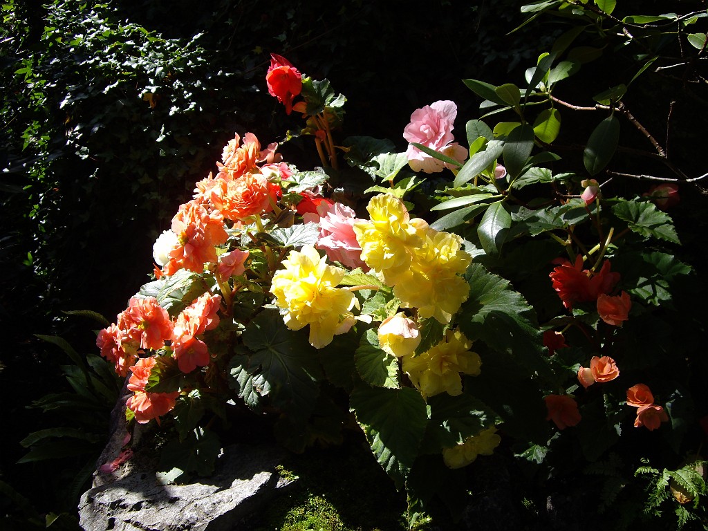 Northwest2007-Butchart-0851