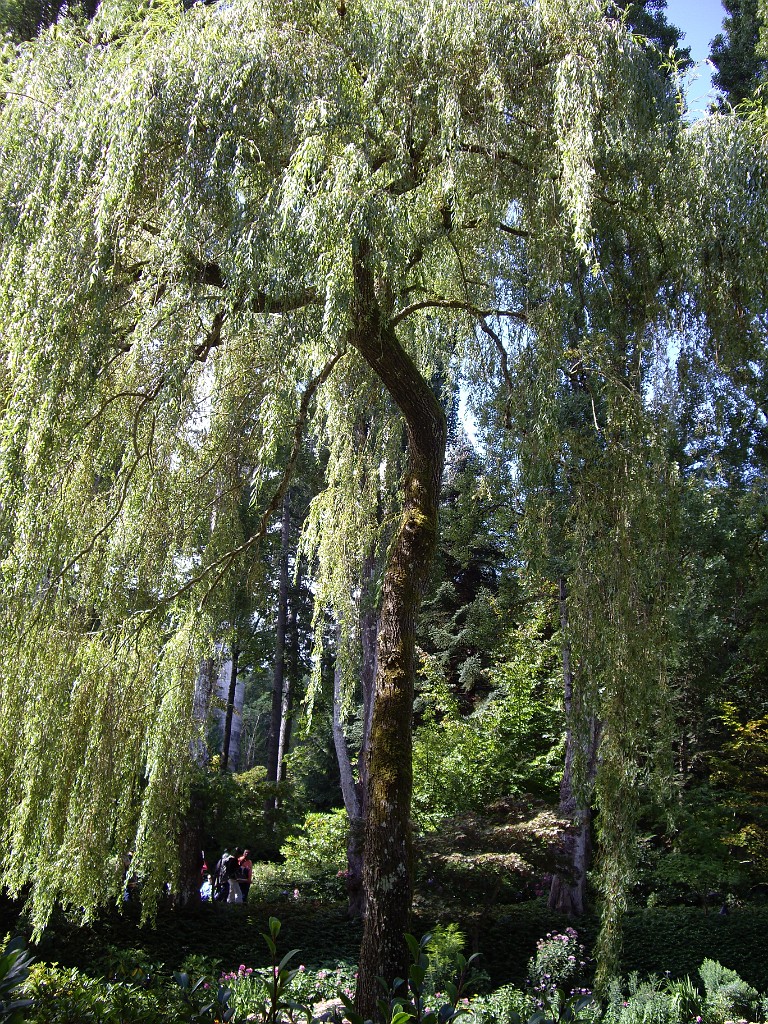 Northwest2007-Butchart-0862
