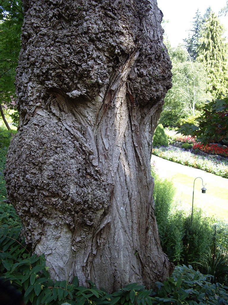 Northwest2007-Butchart-0869