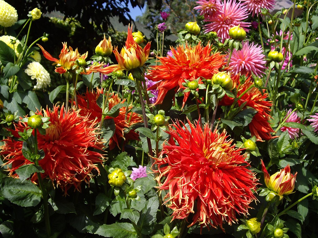 Northwest2007-Butchart-0872