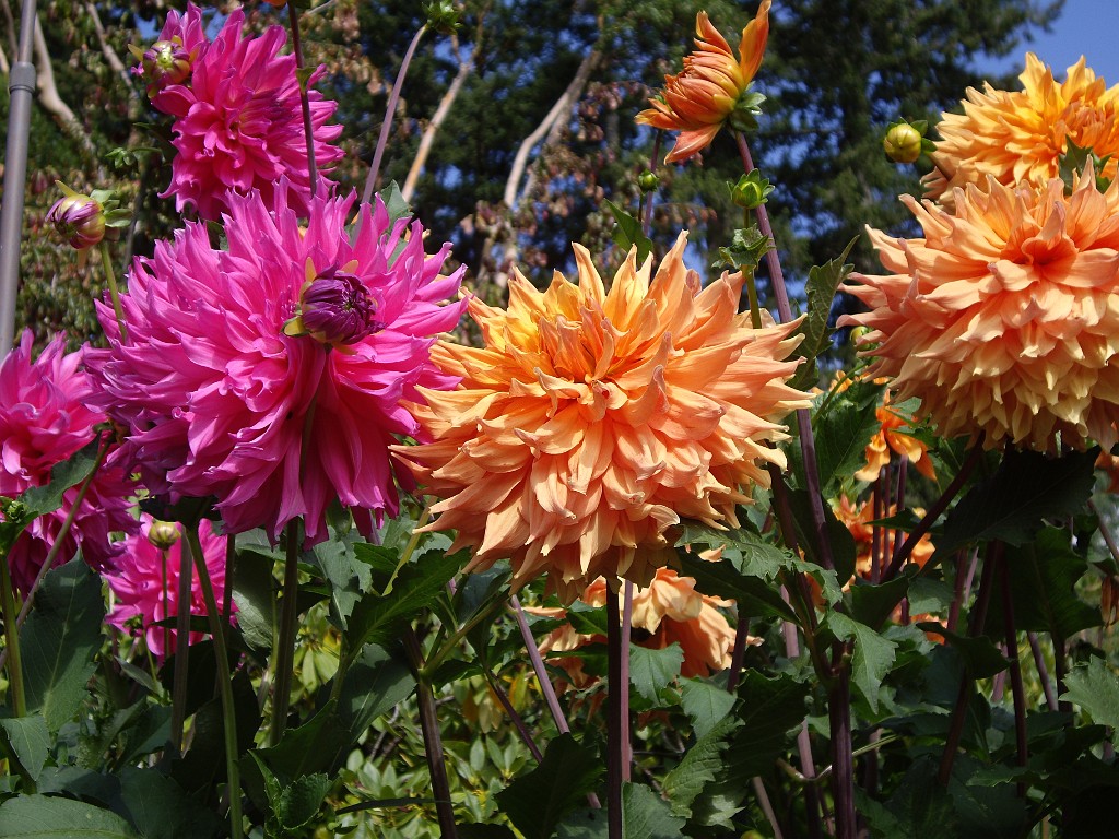 Northwest2007-Butchart-0874