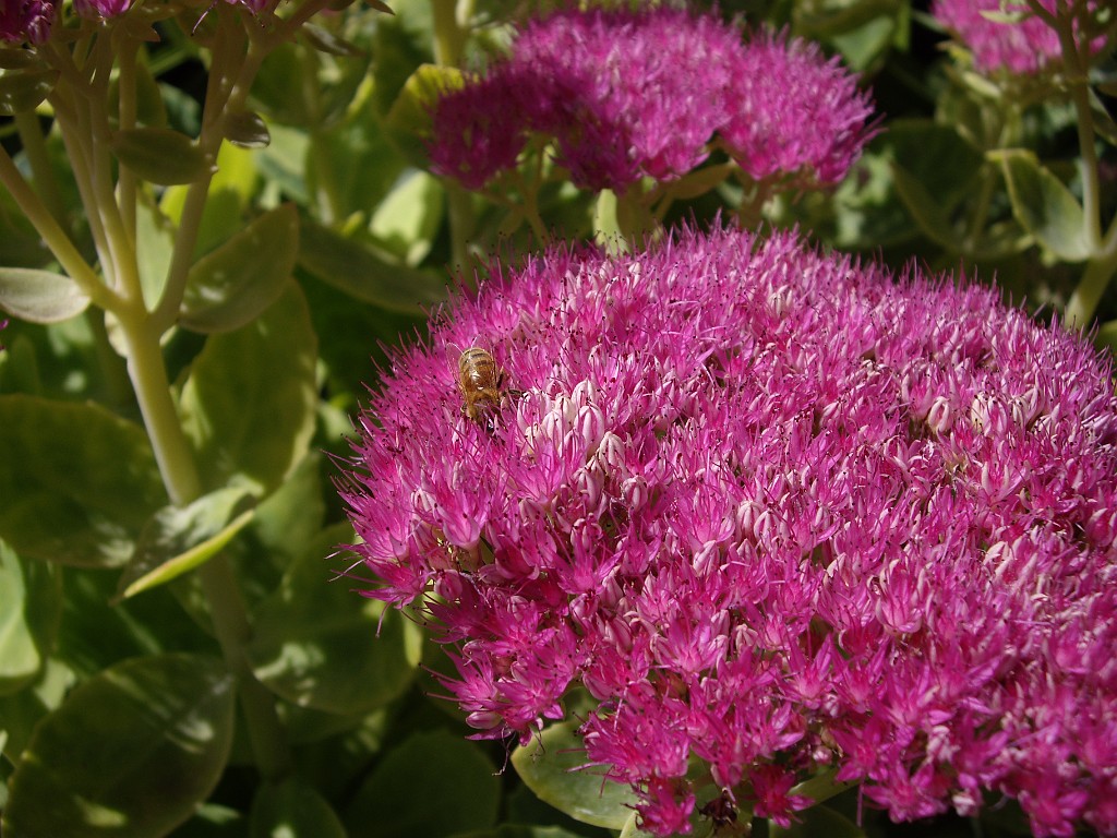Northwest2007-Butchart-0877