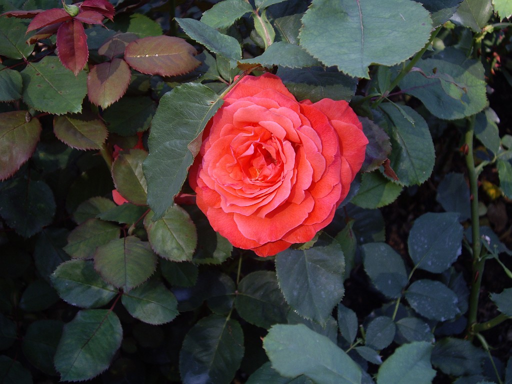 Northwest2007-Butchart-0879