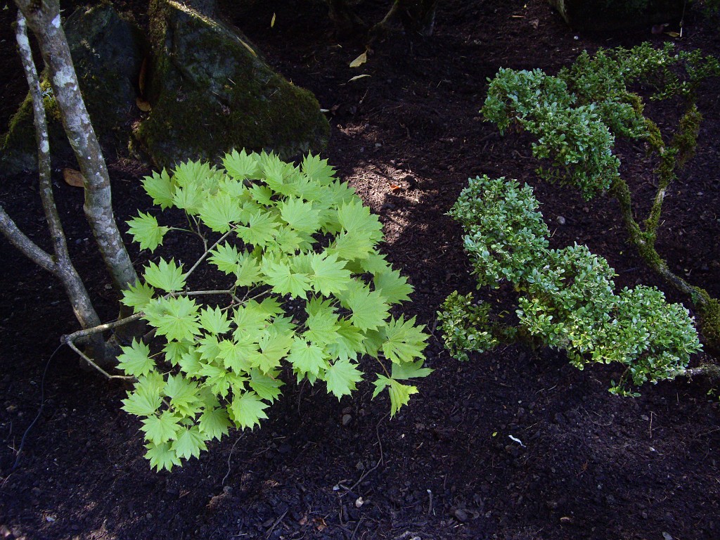 Northwest2007-Butchart-0882