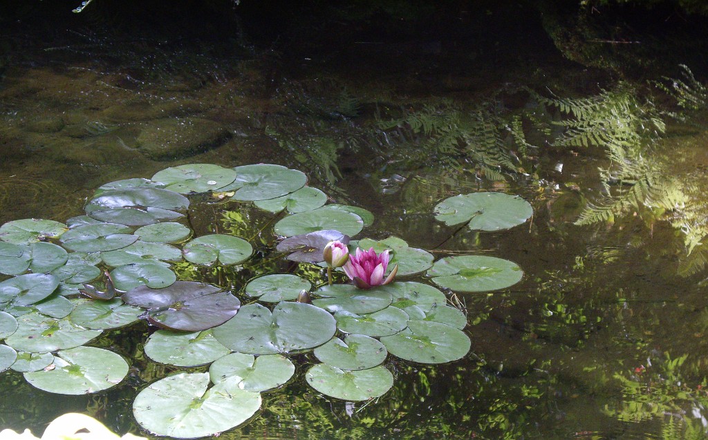 Northwest2007-Butchart-0889