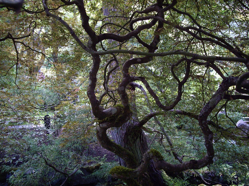Northwest2007-Butchart-0894
