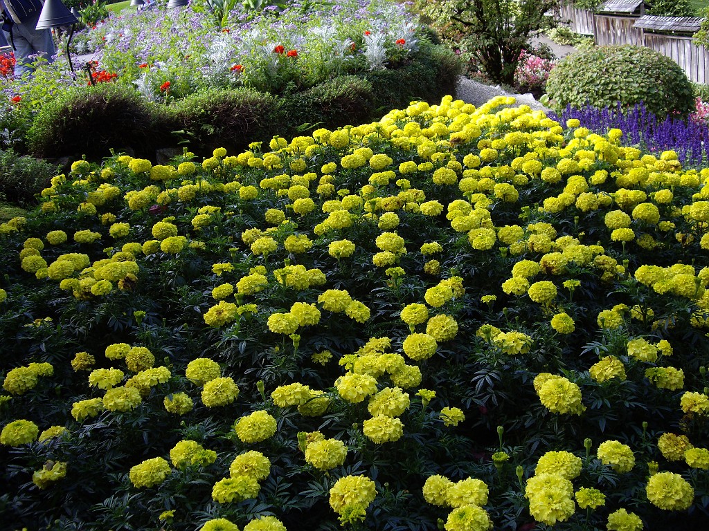Northwest2007-Butchart-0903