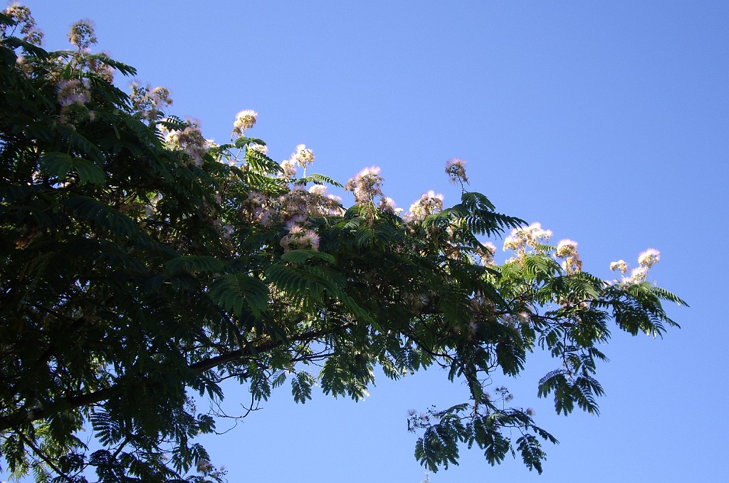 Northwest2007-Seattle-5545