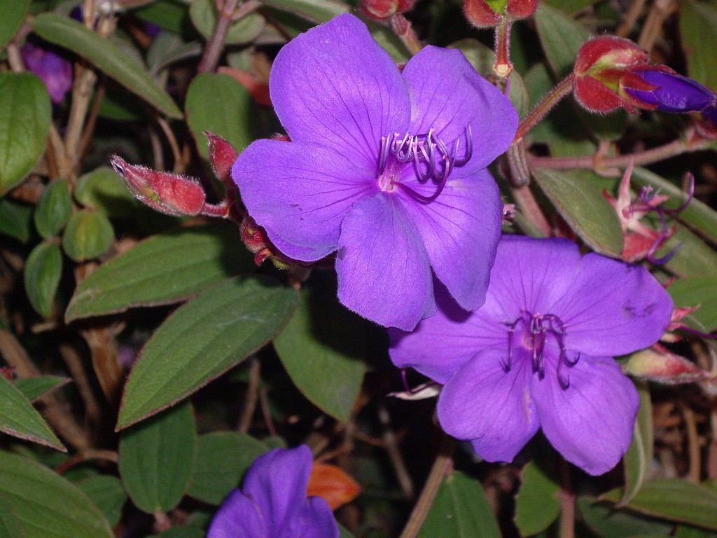 Northwest2007-Victoria-0944