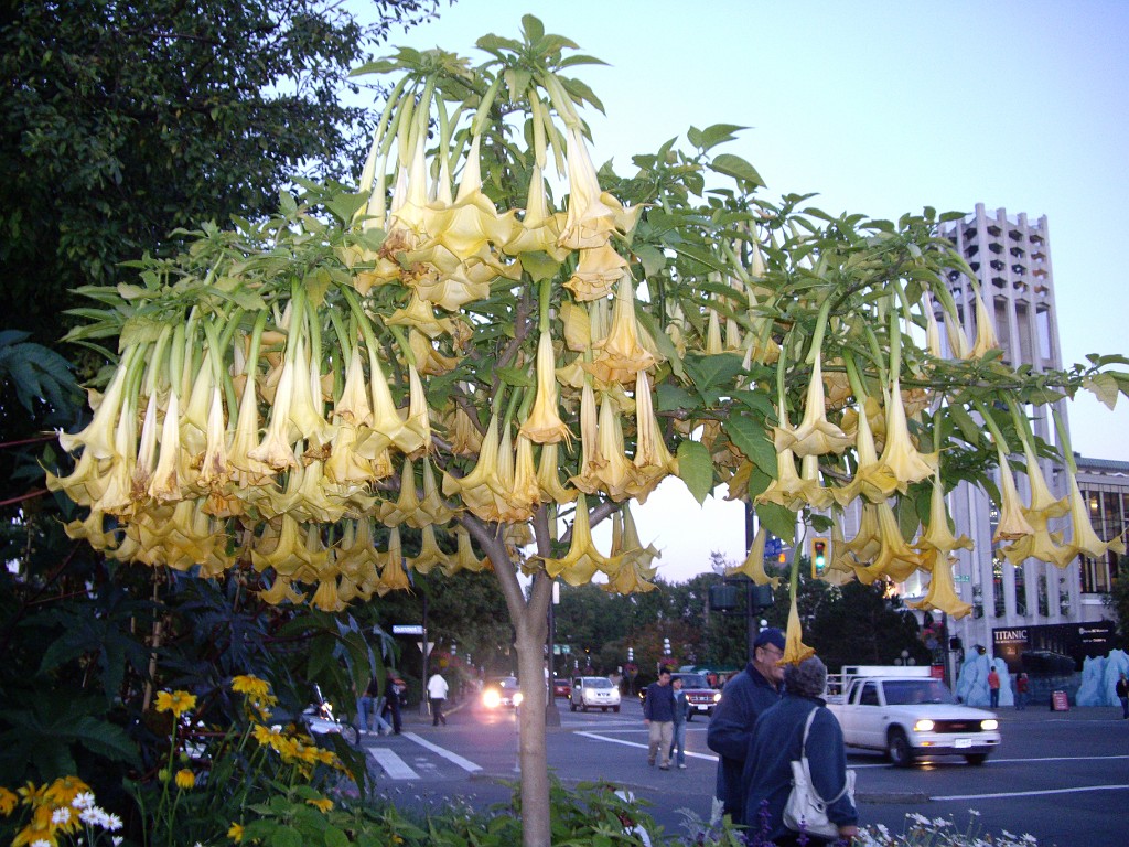 Northwest2007-Victoria-0953