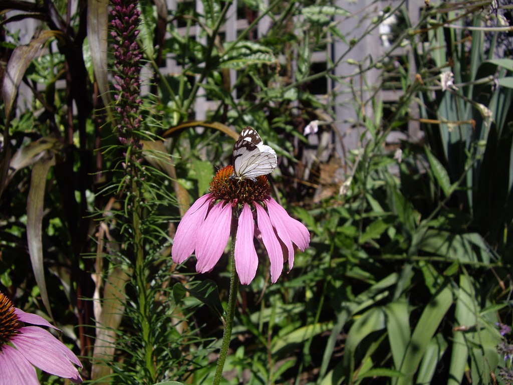 Northwest2007-Victoria-0988