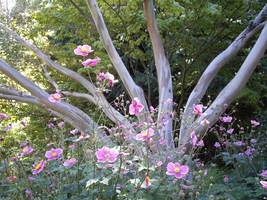 Northwest2007-Victoria-1008