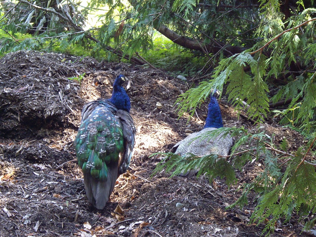 Northwest2007-Victoria-1013