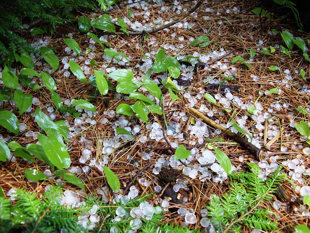 cherry-plain-2007-0286