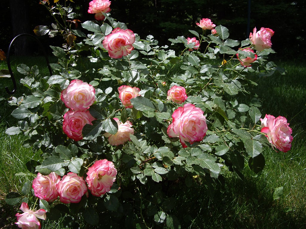 summer2007-roses-0195