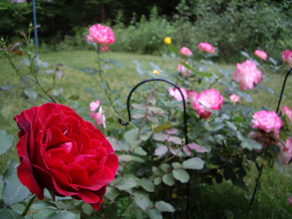 summer2007-roses-0216