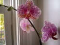 autumn2008-7012 ...and new orchid in our house