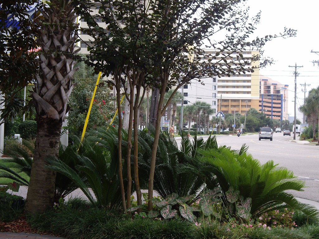 myrtleBeach2009-9191