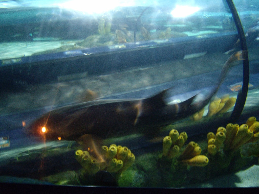 myrtleBeach2009-9241