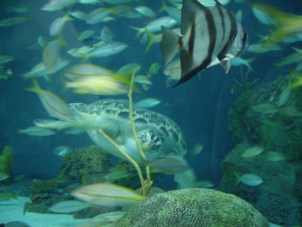 myrtleBeach2009-9264