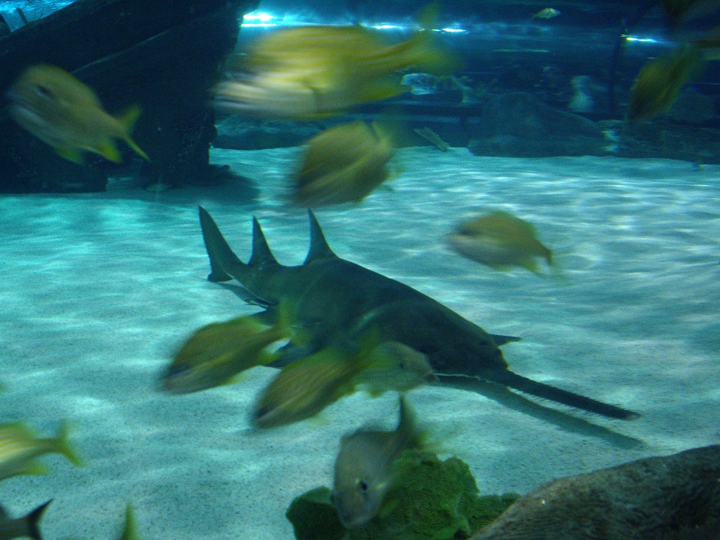 myrtleBeach2009-9271