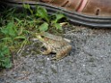 summer2010-Niskayuna-6190034 