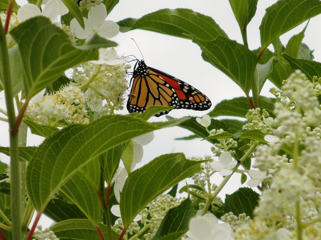 summer2010-7230130