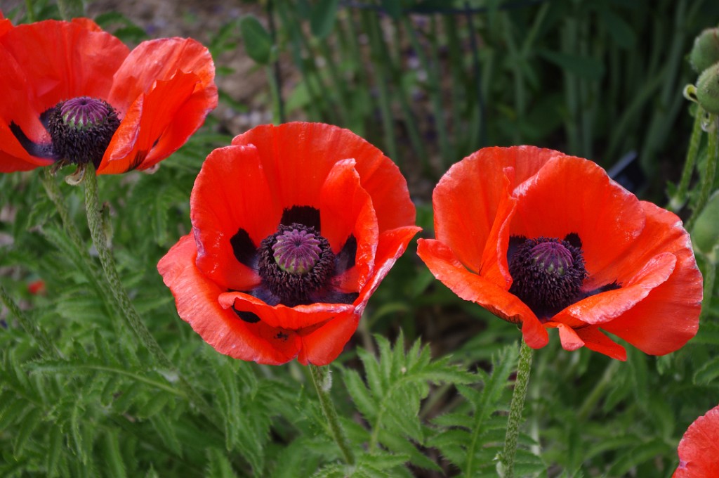 summer2011_Niskayuna_1738