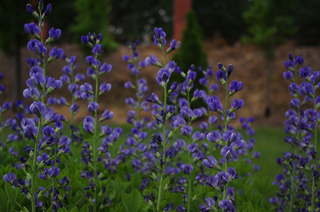 summer2011_Niskayuna_1795