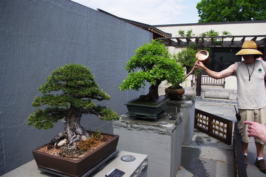 spring2012-DC-Bonsai-2177