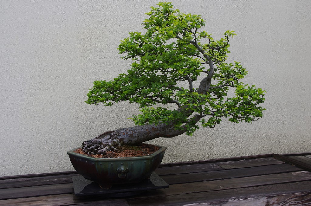 spring2012-DC-Bonsai-2185