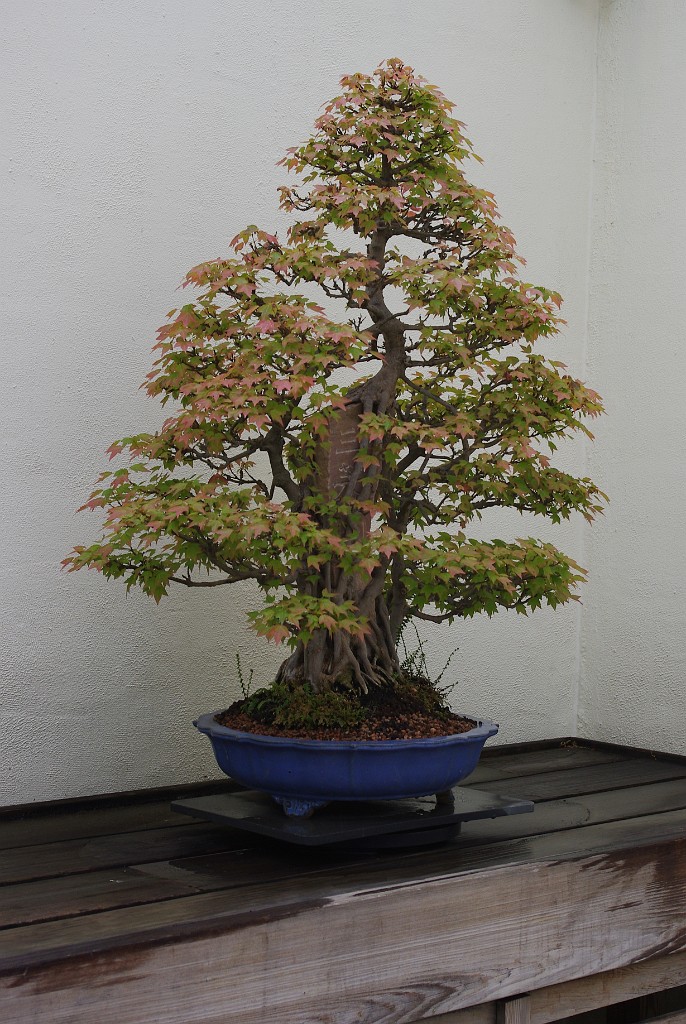 spring2012-DC-Bonsai-2186