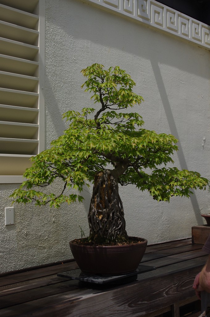 spring2012-DC-Bonsai-2188