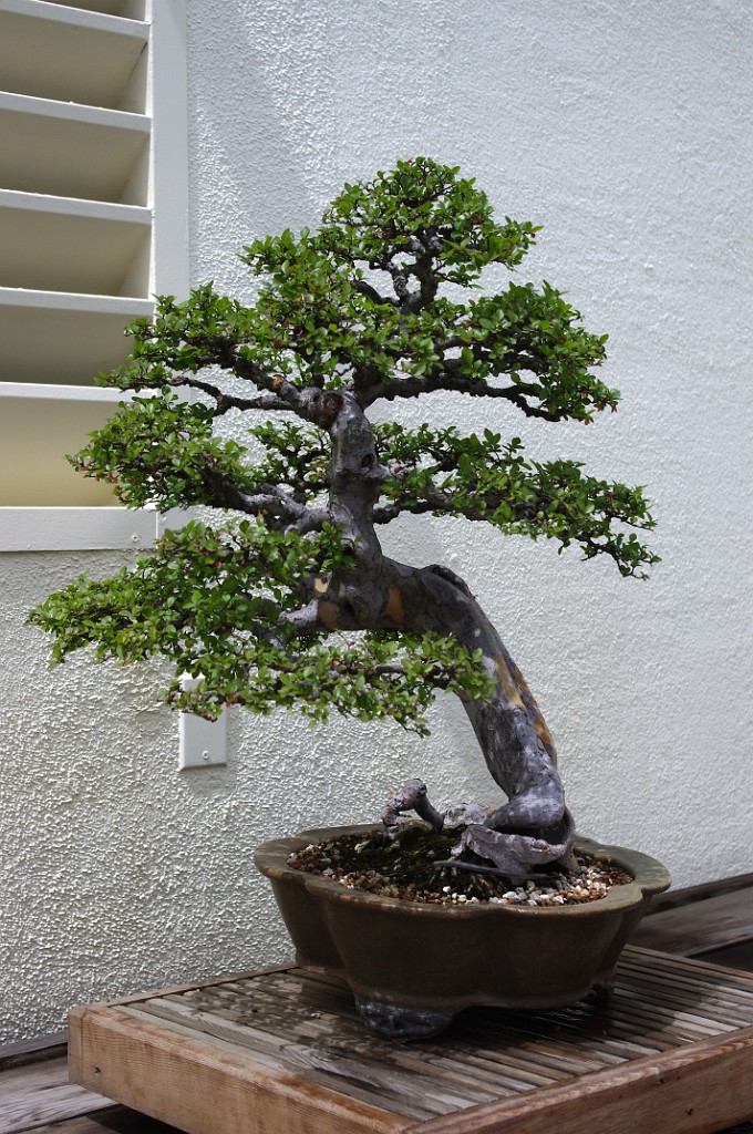 spring2012-DC-Bonsai-2197