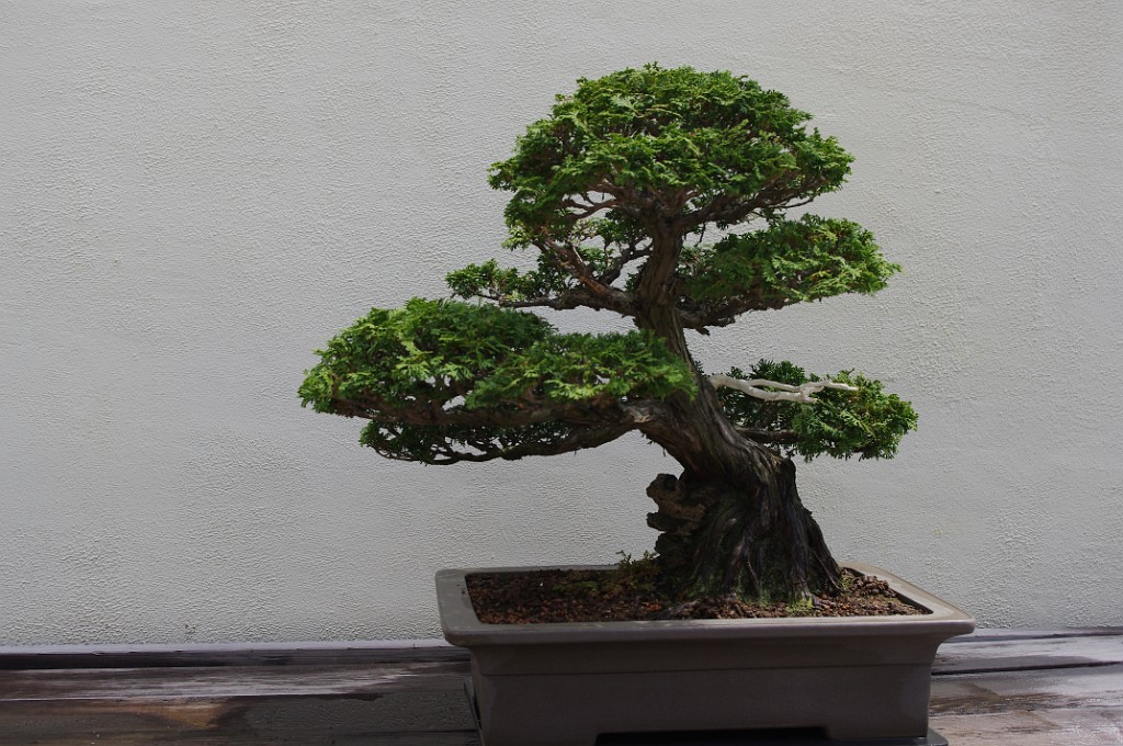 spring2012-DC-Bonsai-2203