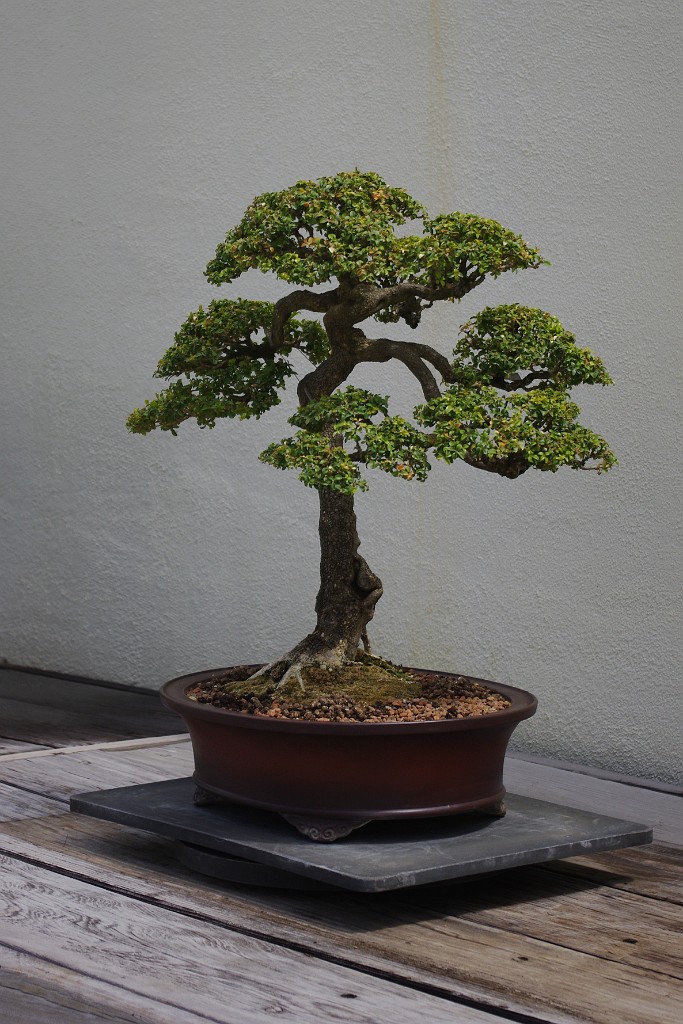 spring2012-DC-Bonsai-2205