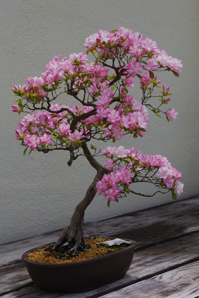 spring2012-DC-Bonsai-2206