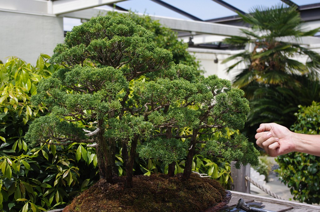 spring2012-DC-Bonsai-2208