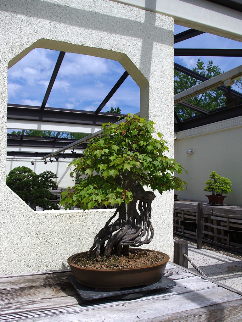 spring2012-DC-Bonsai-2210