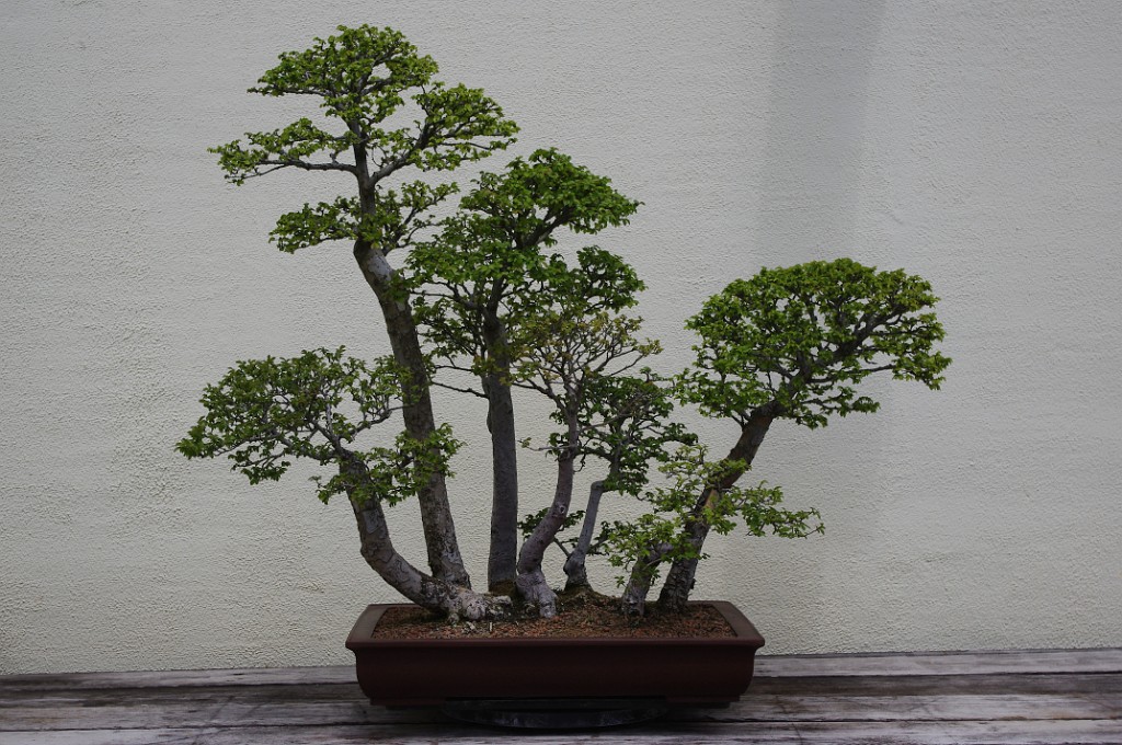 spring2012-DC-Bonsai-2212