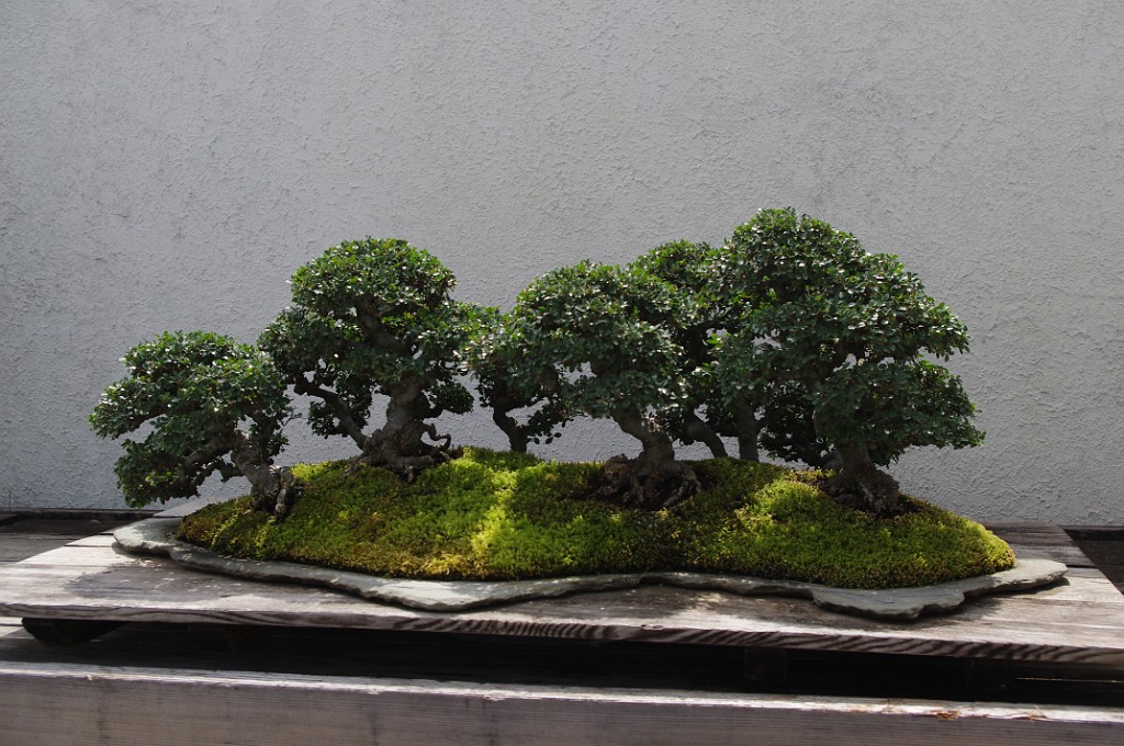 spring2012-DC-Bonsai-2220