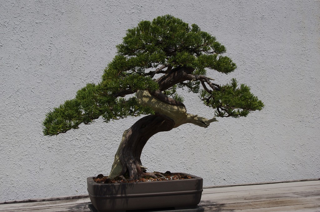 spring2012-DC-Bonsai-2222