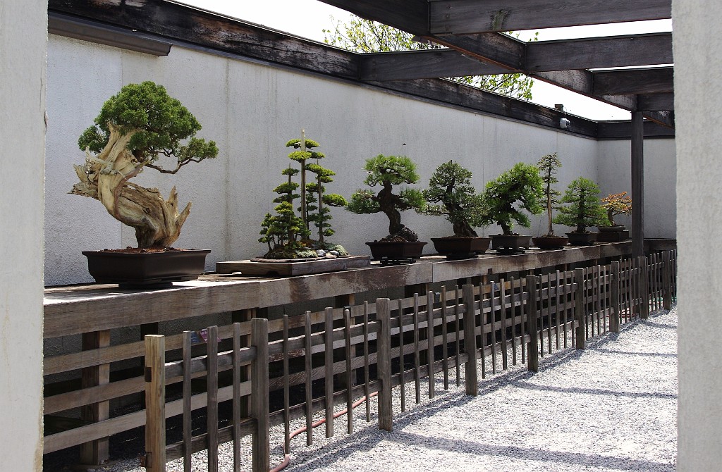 spring2012-DC-Bonsai-2225