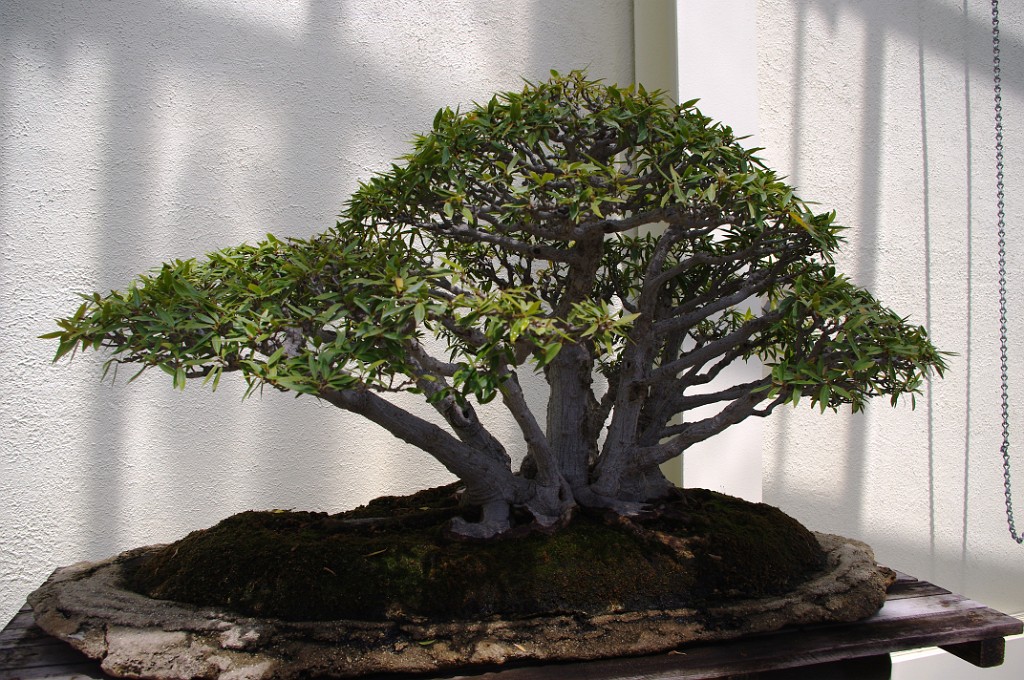 spring2012-DC-Bonsai-2229