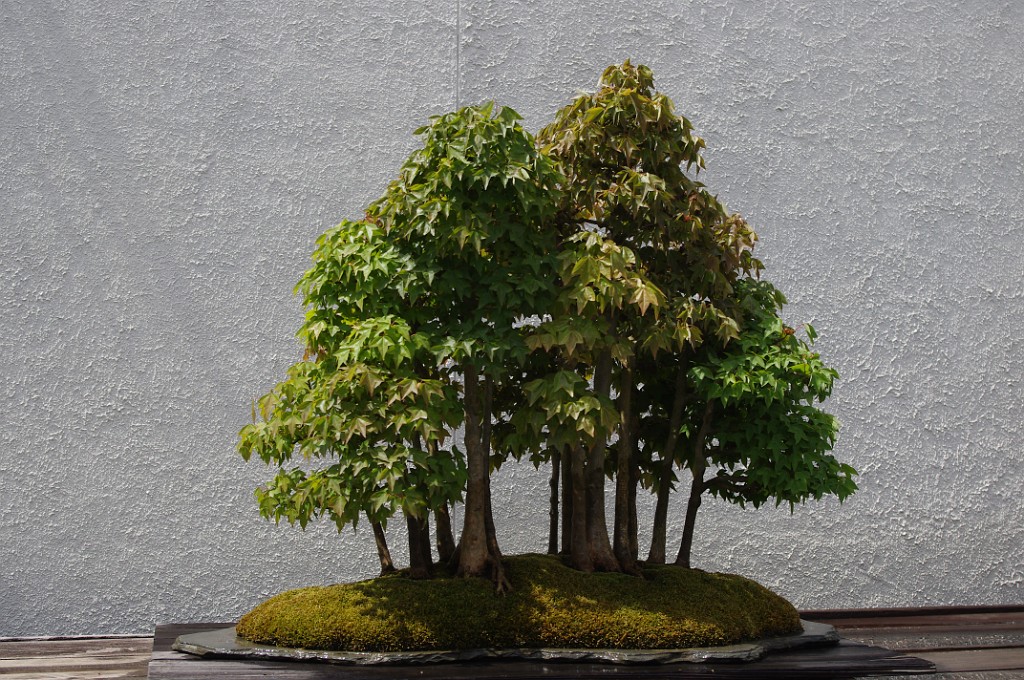 spring2012-DC-Bonsai-2248