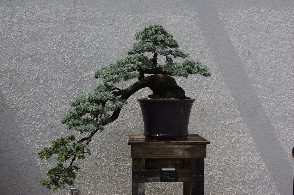 spring2012-DC-Bonsai-2249