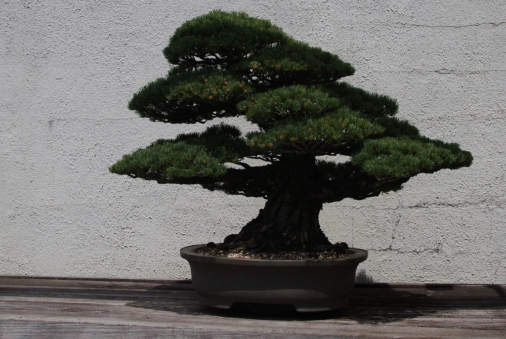 spring2012-DC-Bonsai-2252